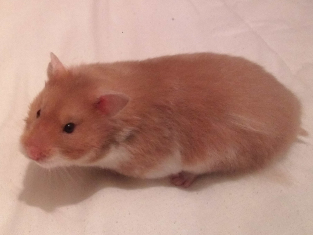 short haired hamsters information